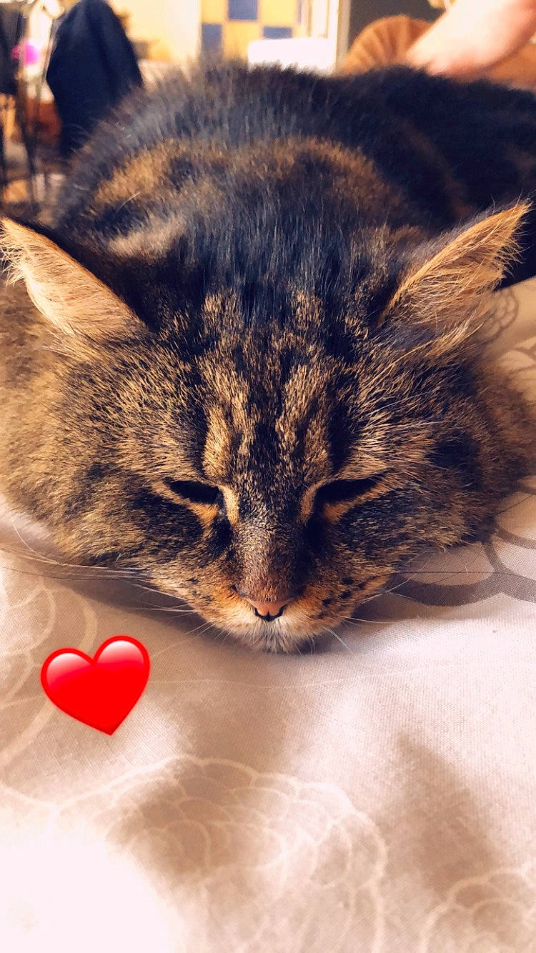 Perle a rejoint le concours — aidez-le/la à gagner de superbes lots ! carnivore, cat, domestic_short_haired_cat, european_shorthair, felidae, fur, heart, kitten, love, nap, paw, sleep, small_to_medium_sized_cats, snout, tabby_cat, whiskers