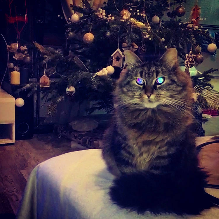 Perle a rejoint le concours — aidez-le/la à gagner de superbes lots ! american_curl, asian, carnivore, cat, domestic_long_haired_cat, domestic_short_haired_cat, european_shorthair, eye, felidae, fur, kitten, maine_coon, night, norwegian_forest_cat, plant, sky, small_to_medium_sized_cats, tabby_cat, tree, whiskers