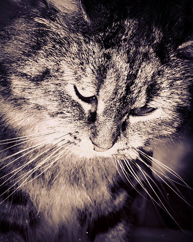 Perle a rejoint le concours — aidez-le/la à gagner de superbes lots ! black, black_and_white, carnivore, cat, close_up, domestic_short_haired_cat, european_shorthair, eye, felidae, fur, monochrome, monochrome_photography, nose, organ, sky, small_to_medium_sized_cats, snout, tabby_cat, whiskers, white
