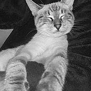 Guizmo a rejoint le concours — aidez-le/la à gagner de superbes lots ! cat, closeup, pet, feline, paws, sleeping, content, person, robe, texture, black_and_white, whiskers, fur, relaxing, indoor, comfort, portrait, animal, cute, resting