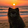 puppy, dog, black_fur, beach, sand, sunset, ocean, sun, cute, fluffy, outdoor, animal, pet, nature, serene, twilight, adorable, small_dog, calm, evening