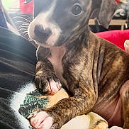 Heart is registered to the contest to win money with this photo: puppy, dog, brindle, white_paws, white_snout, blanket, indoor, lamp, cozy, curious, young_dog, pet, animal, cute, small_dog, fur, ears, whiskers, home, portrait