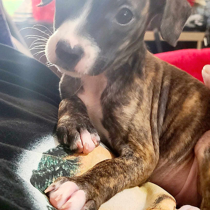 Heart is registered to the contest to win money with this photo: puppy, dog, brindle, white_paws, white_snout, blanket, indoor, lamp, cozy, curious, young_dog, pet, animal, cute, small_dog, fur, ears, whiskers, home, portrait