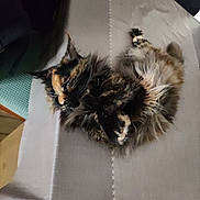 Papaye participe au concours pour gagner de l'argent avec cette photo : cat, tortoiseshell, fluffy, table, tablecloth, indoor, relaxed, pet, fur, animal, cozy, paws, resting, feline, domestic, cute, laying, soft, whiskers, home