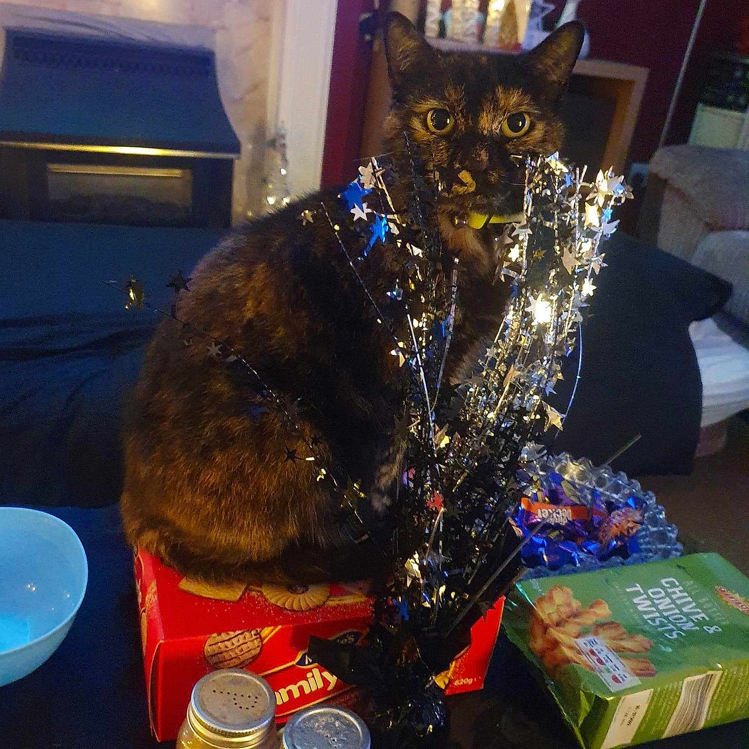Peppa is registered to the contest to win money with this photo: art, canidae, carnivore, christmas, costume, dog_breed, electric_blue, event, fashion_accessory, felidae, fun, fur, holiday, metal, party_hat, plate, small_to_medium_sized_cats, table, tableware, working_animal