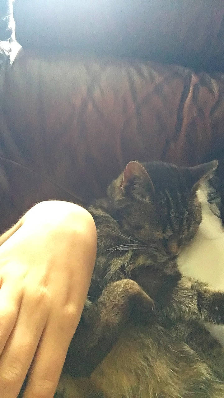 Holly joined the competition — help win amazing prizes! barefoot, carnivore, cat, cloud, comfort, domestic_short_haired_cat, fawn, felidae, foot, gesture, human_leg, sky, small_to_medium_sized_cats, sunlight, tail, thigh, vertebrate, whiskers, wood, wrist