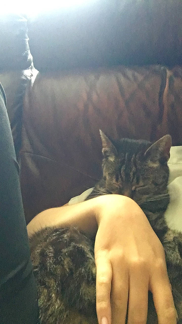 Holly joined the competition — help win amazing prizes! arm, carnivore, cat, cloud, comfort, couch, eye, fawn, felidae, finger, gesture, light, mammal, sky, small_to_medium_sized_cats, sunlight, textile, thigh, vertebrate, whiskers