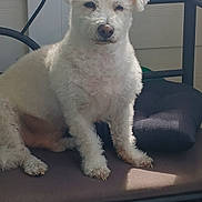 Prince is registered to the contest to win money with this photo: dog, white_dog, curly_fur, sitting, chair, cushion, outdoor, patio, furniture, sunlight, calm, pet, animal, fur, face, ears, nose, paw, resting, relaxed