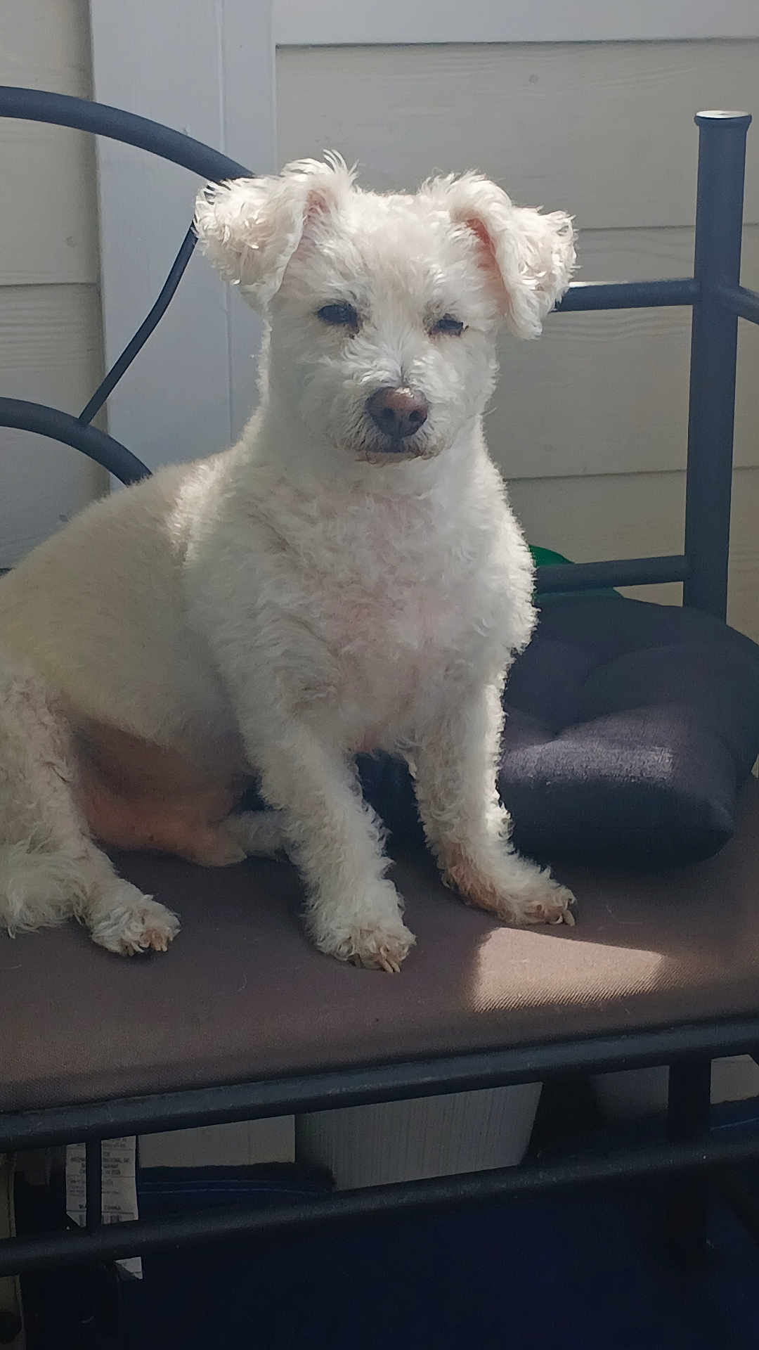 Prince is registered to the contest to win money with this photo: dog, white_dog, curly_fur, sitting, chair, cushion, outdoor, patio, furniture, sunlight, calm, pet, animal, fur, face, ears, nose, paw, resting, relaxed