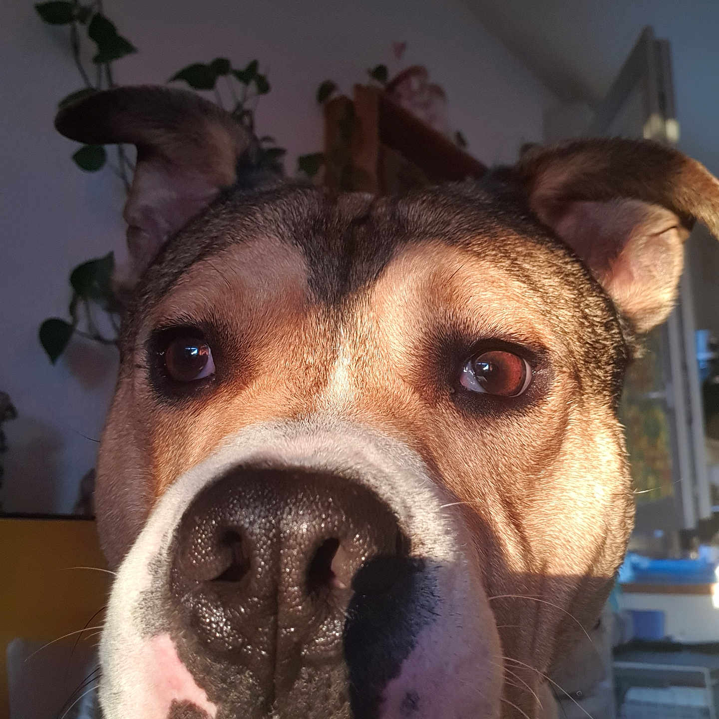 Solo a rejoint le concours — aidez-le/la à gagner de superbes lots ! dog, close_up, face, indoor, sunlight, nose, ears, brown, white, black, pet, animal, curious, portrait, furry, whiskers, houseplant, window, blurred_background, cozy