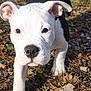 puppy, dog, white, black, face, ears, nose, grass, leaves, outdoor, nature, animal, pet, young, curious, walking, closeup, daylight, ground, exploration
