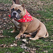 Brutus joined the competition — help win amazing prizes! dog, outdoor, grass, leaves, bandana, brown_dog, pet, animal, canine, sitting, festive, holiday, nature, ears_up, muscular, cute, portrait, looking_at_camera, fall, ground