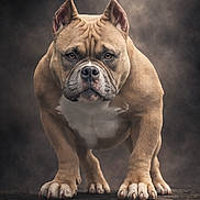 Brutus joined the competition — help win amazing prizes! alert, american_bulldog, animal, brown, canine, claws, closeup, dog, dramatic_lighting, ears, fur, intense, muscular, paws, pet, portrait, smoky_background, standing, studio, white