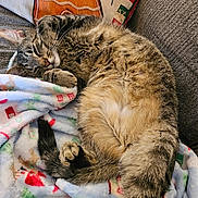 Harley is registered to the contest to win money with this photo: cat, tabby, feline, pet, animal, blanket, holiday, christmas, gingerbread, pillow, couch, fur, sleeping, cozy, relaxing, indoor, cute, whiskers, tail, resting