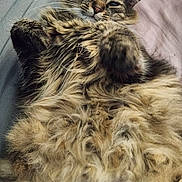 Stormy joined the competition — help win amazing prizes! cat, fluffy, fur, sleepy, relaxed, pet, animal, bed, cozy, whiskers, paw, tabby, indoor, cute, closeup, mammal, cute_pet, feline, resting, domestic_cat