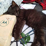 Demon is registered to the contest to win money with this photo: black_cat, kitten, sleeping, cardboard_box, blanket, cables, leaf, indoor, resting, fur, pet, cozy, closeup, animal, cute, domestic_animal, feline, soft, relaxed, messy_background
