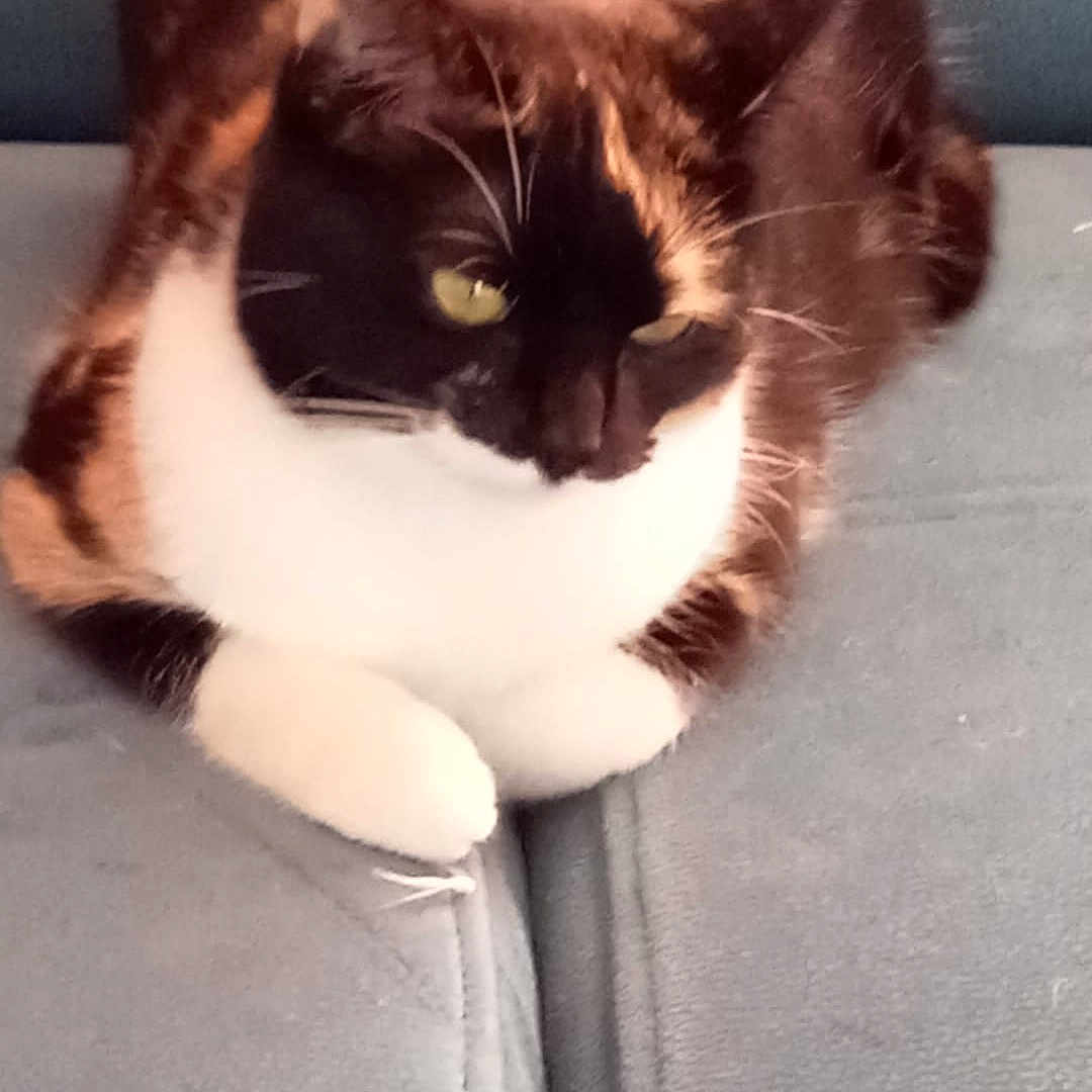 Penelope