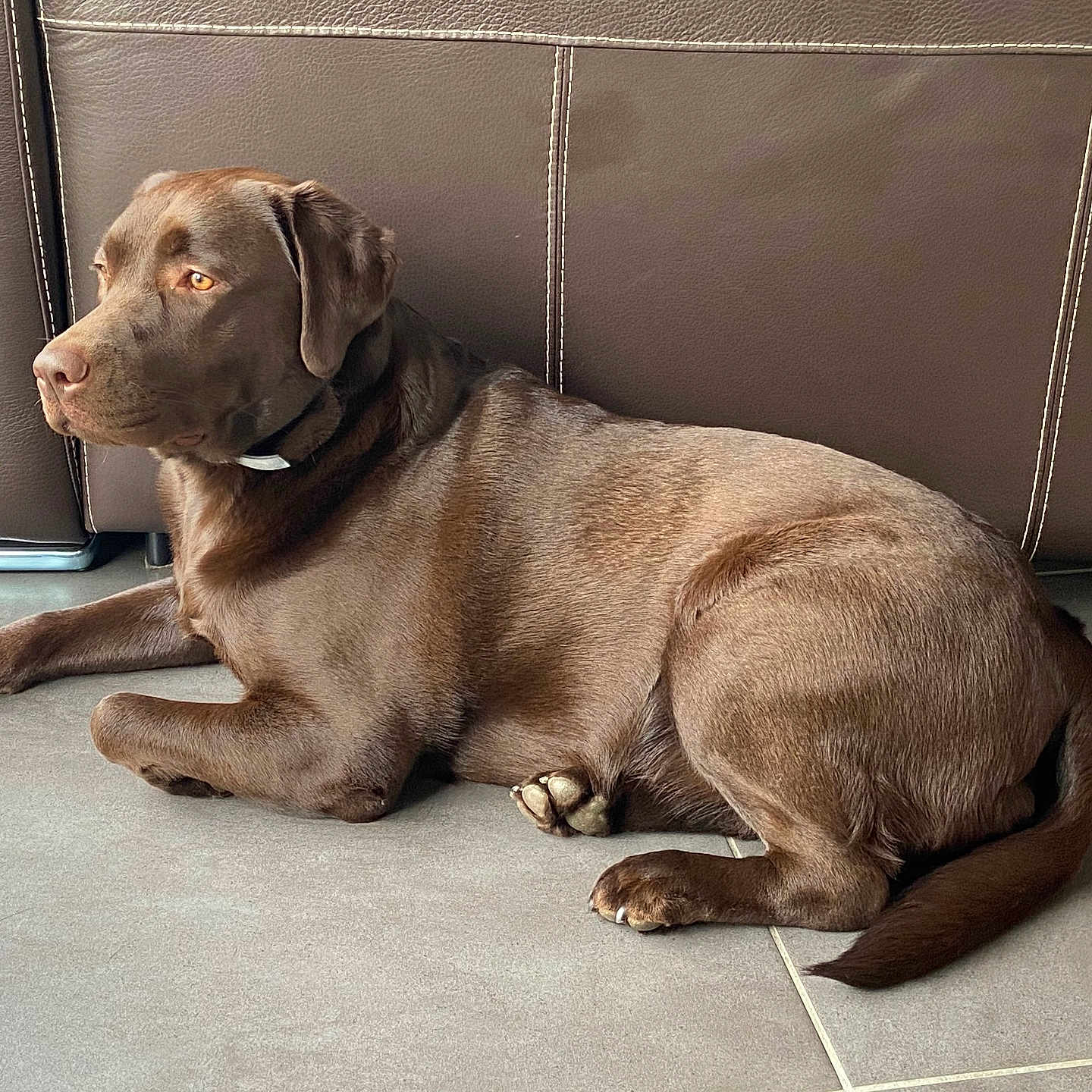 Polka participe au concours pour gagner de l'argent avec cette photo : animal, brown_dog, canine, collar, companion, couch, dog, domestic_animal, floor, house, indoor, labrador_retriever, leather_couch, mammal, pet, quiet, relaxed, resting, side_view, tile_floor