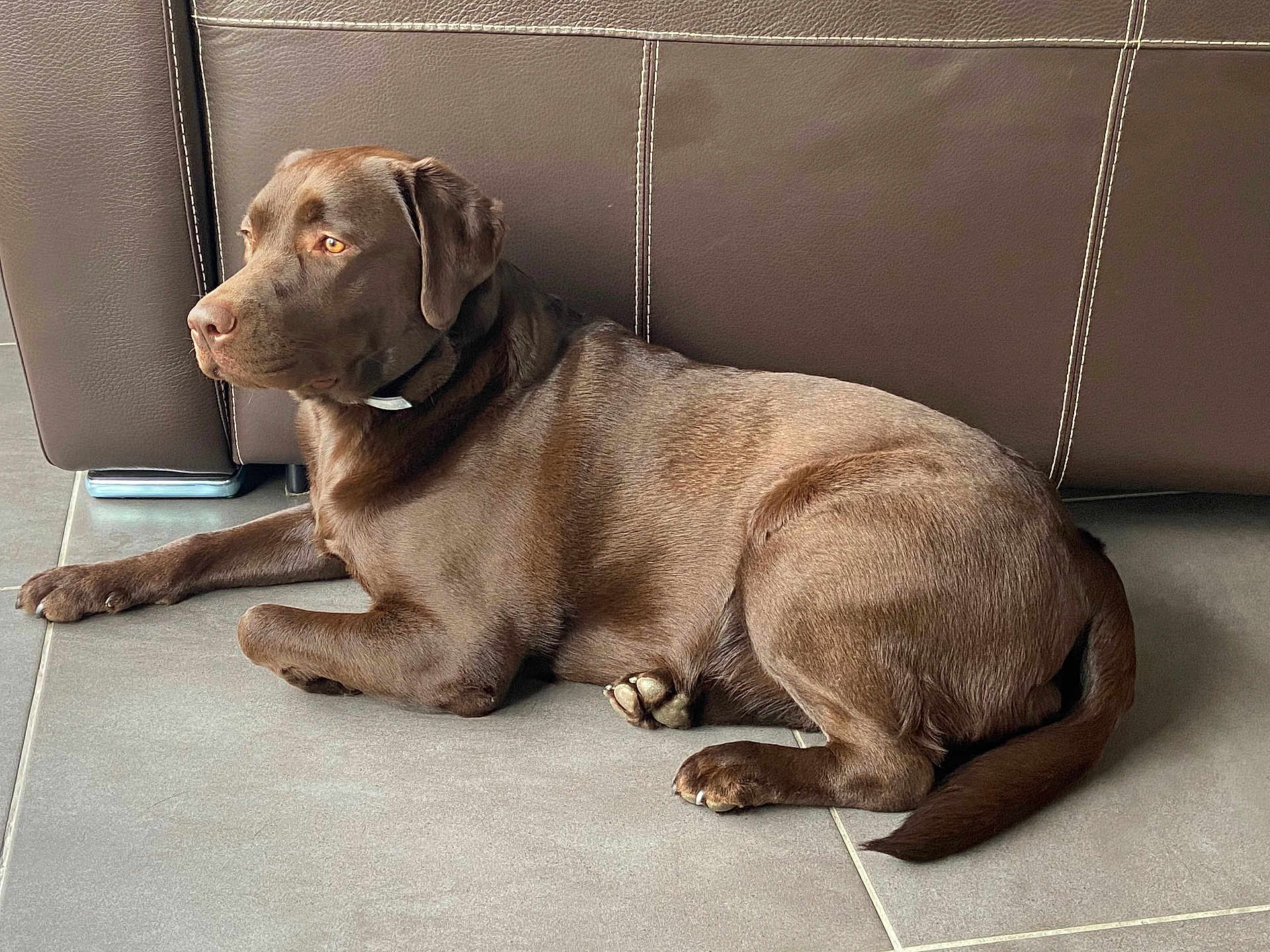 Polka participe au concours pour gagner de l'argent avec cette photo : dog, labrador_retriever, brown_dog, pet, indoor, floor, tile_floor, couch, leather_couch, resting, animal, canine, side_view, collar, domestic_animal, quiet, relaxed, companion, mammal, house