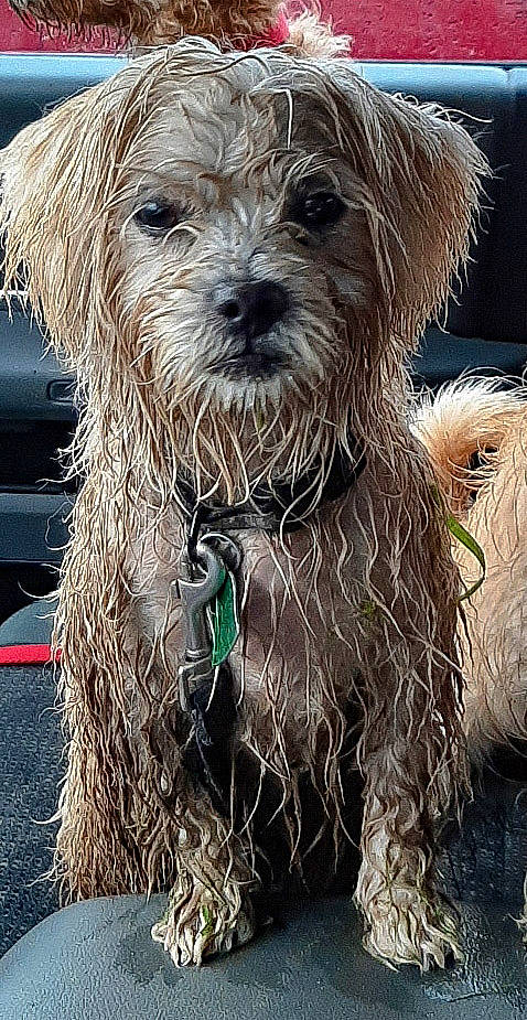 Zola is registered to the contest to win money with this photo: canidae, carnivore, collar, companion_dog, dog, dog_breed, dog_collar, dog_supply, fur, leash, small_terrier, snout, sporting_group, terrier, toy_dog, working_animal