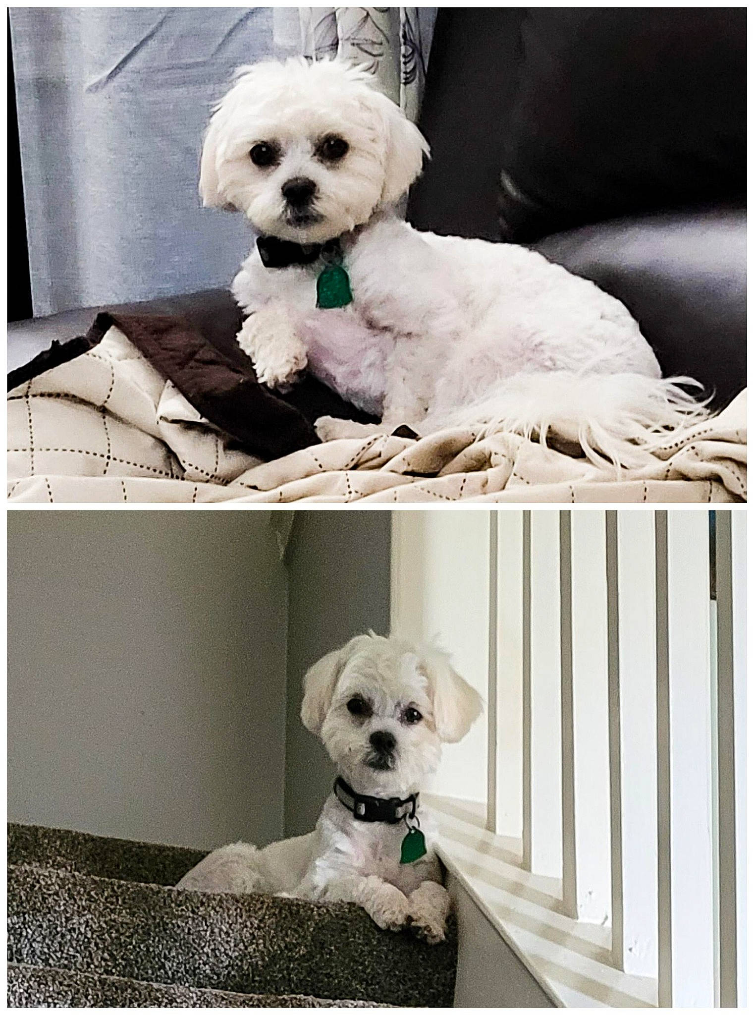 Zola joined the competition — help win amazing prizes! canidae, carnivore, collar, companion_dog, dog, dog_breed, dog_collar, dog_supply, fence, fur, mammal, pet_supply, photograph, puppy_love, sporting_group, stock_photography, toy_dog, vertebrate, white, working_animal