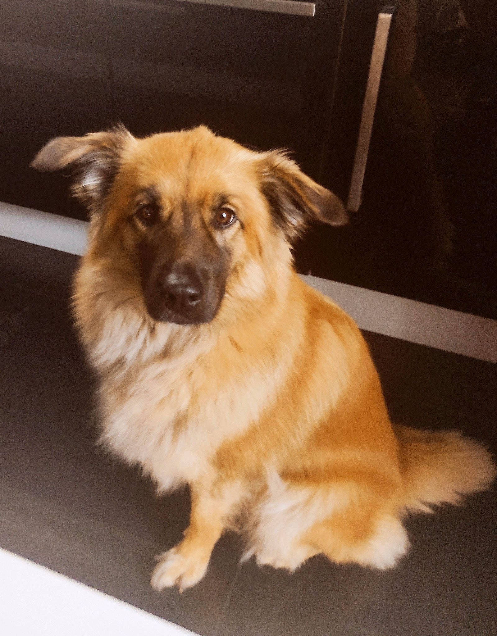 Roxane a rejoint le concours — aidez-le/la à gagner de superbes lots ! ancient_dog_breeds, canidae, carnivore, companion_dog, dog, dog_breed, door, event, fawn, flooring, fur, liver, paw, snout, sporting_group, whiskers, working_animal, working_dog