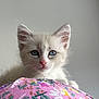 kitten, cat, blue_eyes, fluffy, pink_nose, curious, pet, animal, cute, feline, soft_fur, close_up, indoor, blanket, floral_pattern, colorful, young, portrait, whiskers, ears