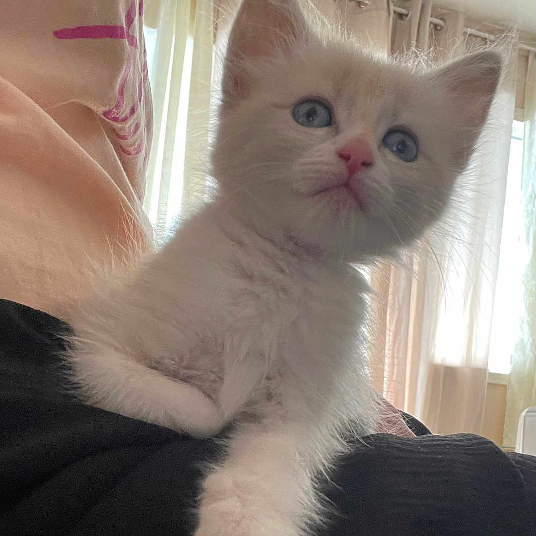 Mimi participe au concours pour gagner de l'argent avec cette photo : animal, blue_eyes, cat, close_up, cozy, curious, curtains, cute, domestic, feline, fur, indoor, kitten, pet, pink_nose, relaxed, soft_light, whiskers, white_fur, young