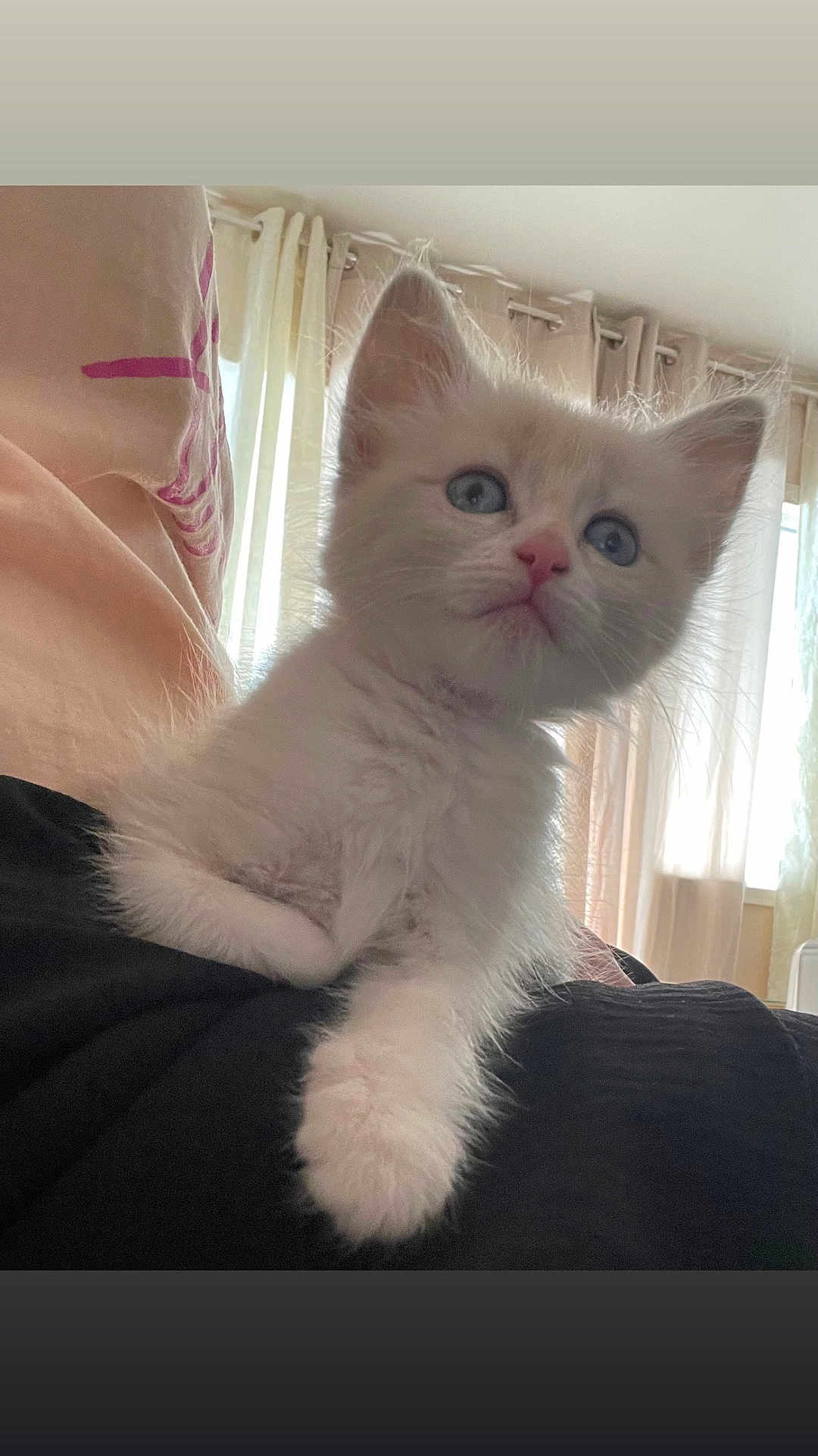 Mimi participe au concours pour gagner de l'argent avec cette photo : kitten, cat, white_fur, blue_eyes, pet, indoor, curtains, soft_light, close_up, cute, animal, feline, young, fur, whiskers, pink_nose, relaxed, domestic, cozy, curious