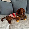 Flora participe au concours pour gagner de l'argent avec cette photo : dog, dachshund, plush_toy, duck_toy, striped_sweater, couch, cushion, pet, indoor, cozy, relaxed, brown_dog, long_hair, toy, animal, home, cute, resting, furry, companion