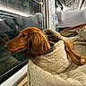 Flora participe au concours pour gagner de l'argent avec cette photo : dog, dachshund, quilted_bag, train, window, reflection, travel, pet, brown_fur, indoors, seat, leather_handle, night, thoughtful, cozy, closeup, transportation, companion, animal, resting