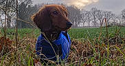Flora a rejoint le concours — aidez-le/la à gagner de superbes lots ! dog, dachshund, blue_jacket, grass, leaves, field, outdoor, nature, sky, clouds, trees, autumn, pet, animal, canine, fur, portrait, daylight, weather, scenery