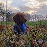 animal, autumn, blue_jacket, canine, clouds, dachshund, daylight, dog, field, fur, grass, leaves, nature, outdoor, pet, portrait, scenery, sky, trees, weather