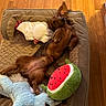 animal, bed, brown_dog, comfortable, cozy, cute, dachshund, dog, ears, fur, indoor, lying_down, paw, pet, plush_toy, relaxed, toy, unicorn_toy, watermelon_toy, wooden_floor