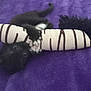 Abigail joined the competition — help win amazing prizes! animal, black_kitten, cat, claws, cozy, curious, cute, domestic_cat, fur, indoor, lying_down, pet, playful, plush_toy, purple_blanket, soft_texture, striped_toy, toy, whiskers, young_cat