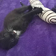 Abigail is registered to the contest to win money with this photo: animal, black_cat, curious, cute, domestic_cat, feline, fur, indoor, kitten, lying_down, pet, playful, purple_blanket, small, soft_texture, striped_toy, toy, whiskers, white_whiskers, young_cat