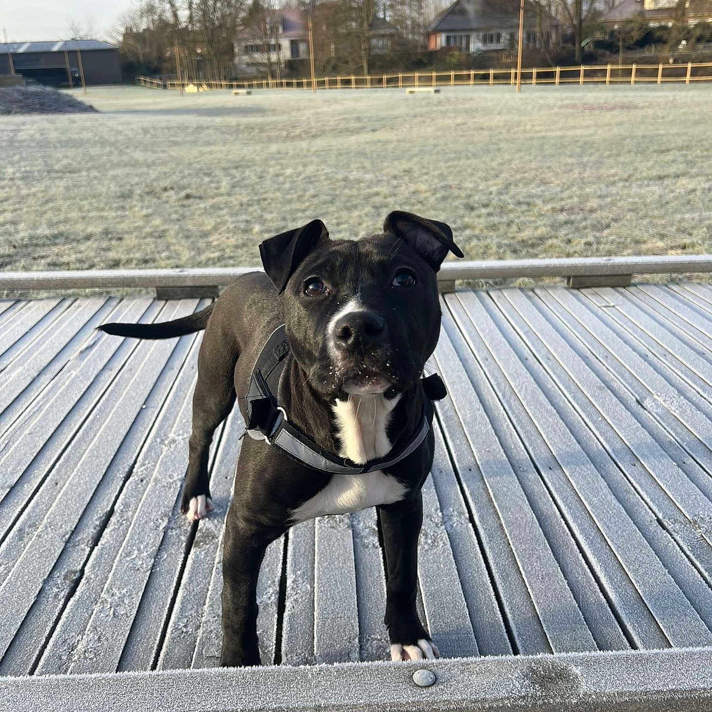 Naïa participe au concours pour gagner de l'argent avec cette photo : animal, architecture, bench, boardwalk, bostonbull, boxer, bridge, building, bulldog, canine, dog, furniture, housing, nature, outdoors, person, pet, pitbull, puppy, wood