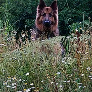 Gunner joined the competition — help win amazing prizes! dog, german_shepherd, wildflowers, meadow, greenery, nature, outdoor, grass, plants, forest, canine, animal, pet, ears, fur, alert, watchful, portrait, field, flora
