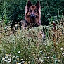 dog, german_shepherd, wildflowers, meadow, greenery, nature, outdoor, grass, plants, forest, canine, animal, pet, ears, fur, alert, watchful, portrait, field, flora