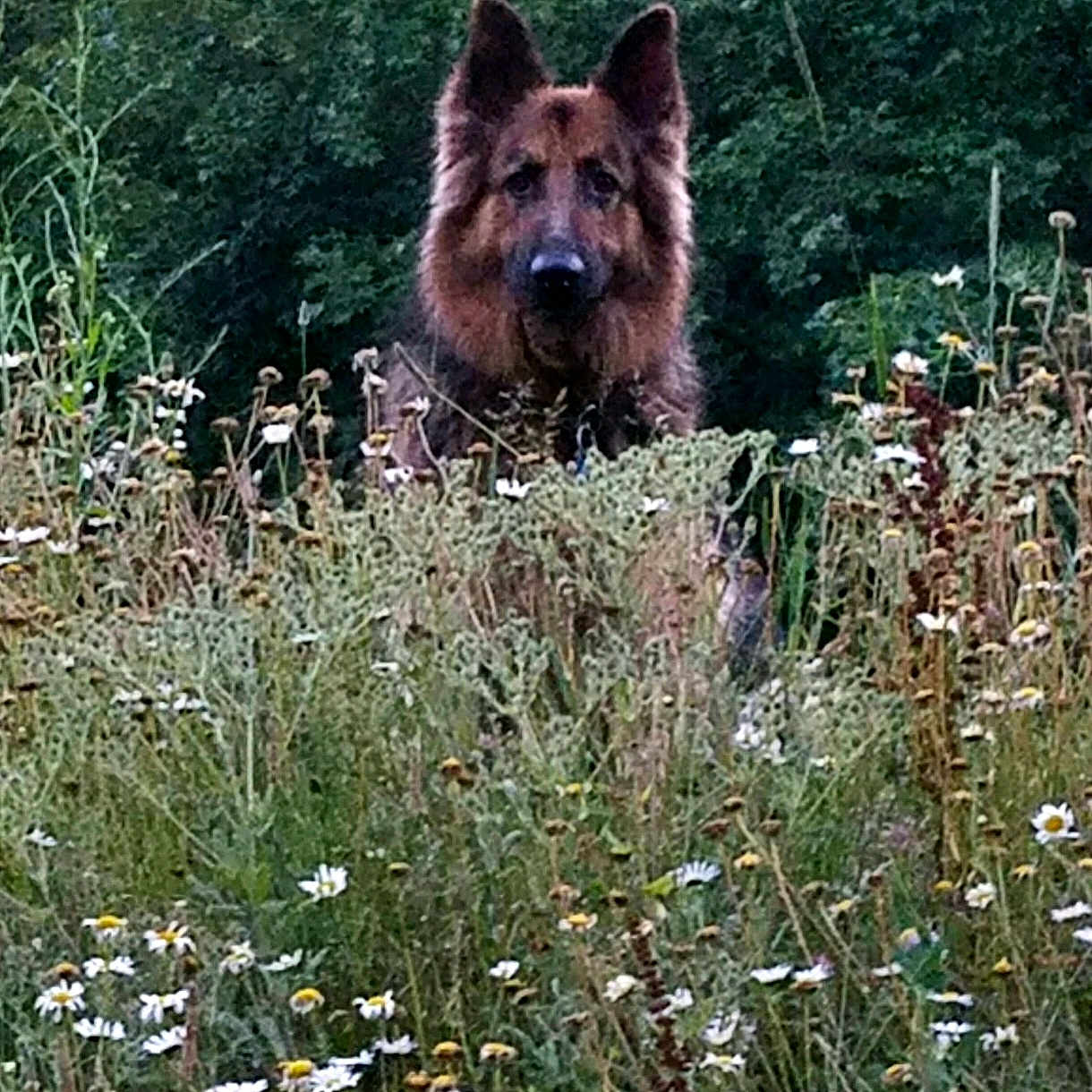Gunner joined the competition — help win amazing prizes! alert, animal, canine, dog, ears, field, flora, forest, fur, german_shepherd, grass, greenery, meadow, nature, outdoor, pet, plants, portrait, watchful, wildflowers