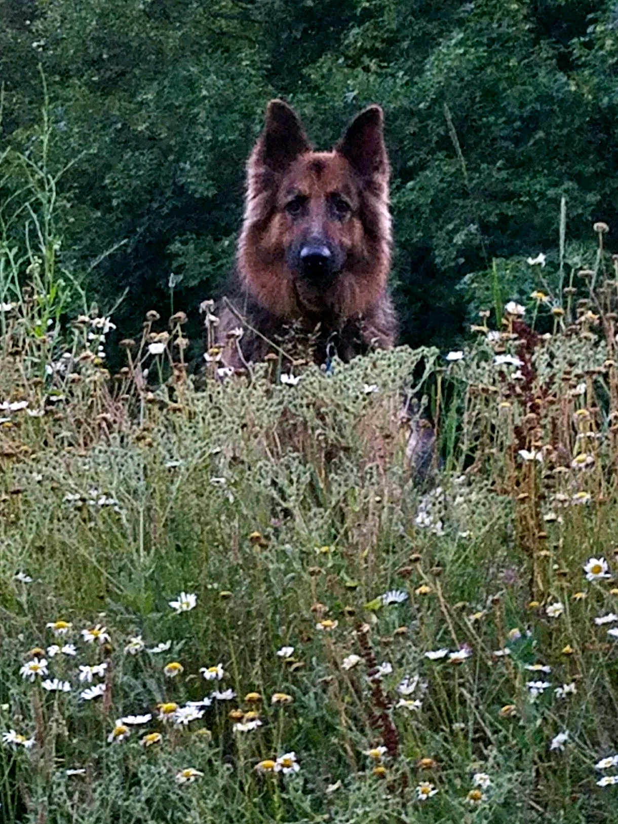 Gunner