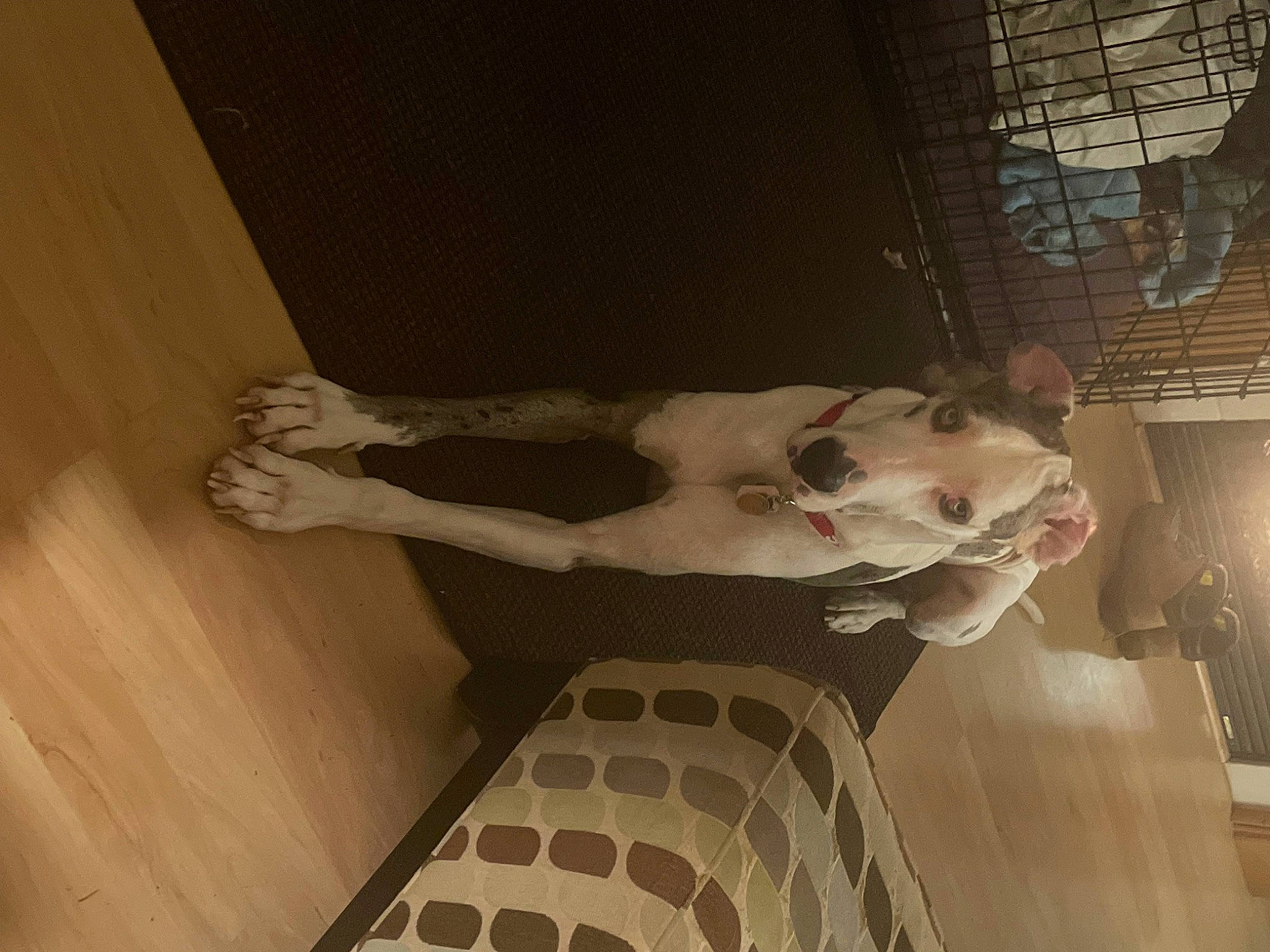 Apollo Aka Bob joined the competition — help win amazing prizes! art, ceiling, chest, child, companion_dog, dress, fawn, floor, flooring, fun, fur, hardwood, human_leg, indoor_games_and_sports, plaster, room, stairs, trunk, visual_arts, wood