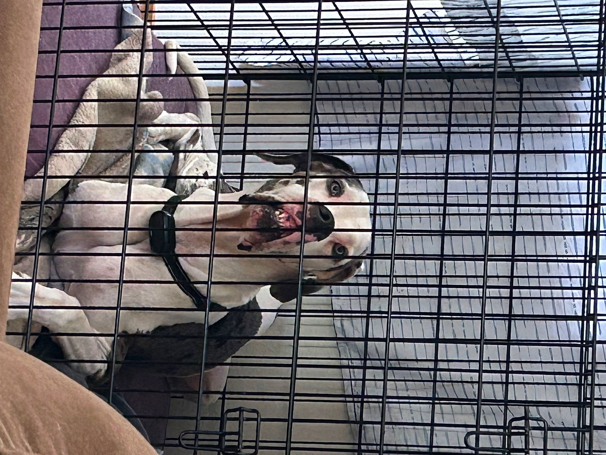 Apollo Aka Bob joined the competition — help win amazing prizes! animal_shelter, art, cage, chain_link_fencing, dog_supply, fur, illustration, line, mesh, metal, net, pattern, pet_supply, service, snout, terrestrial_animal, tree, visual_arts, window, wire_fencing