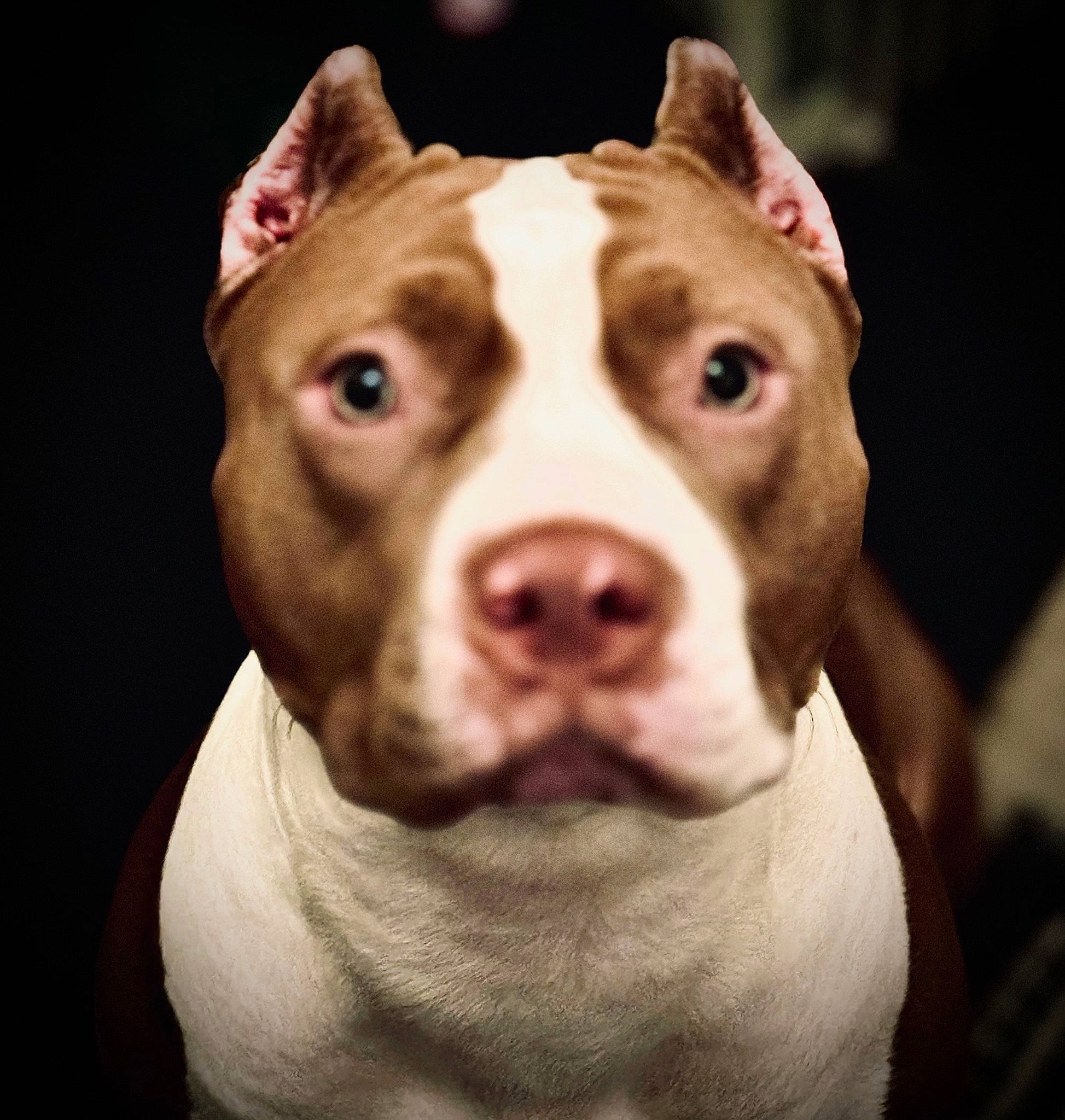 Marley joined the competition — help win amazing prizes! art, canidae, carnivore, close_up, companion_dog, dog, dog_breed, ear, fawn, fur, head, jaw, livestock, non_sporting_group, nose, snout, sporting_group, terrestrial_animal, whiskers, working_animal