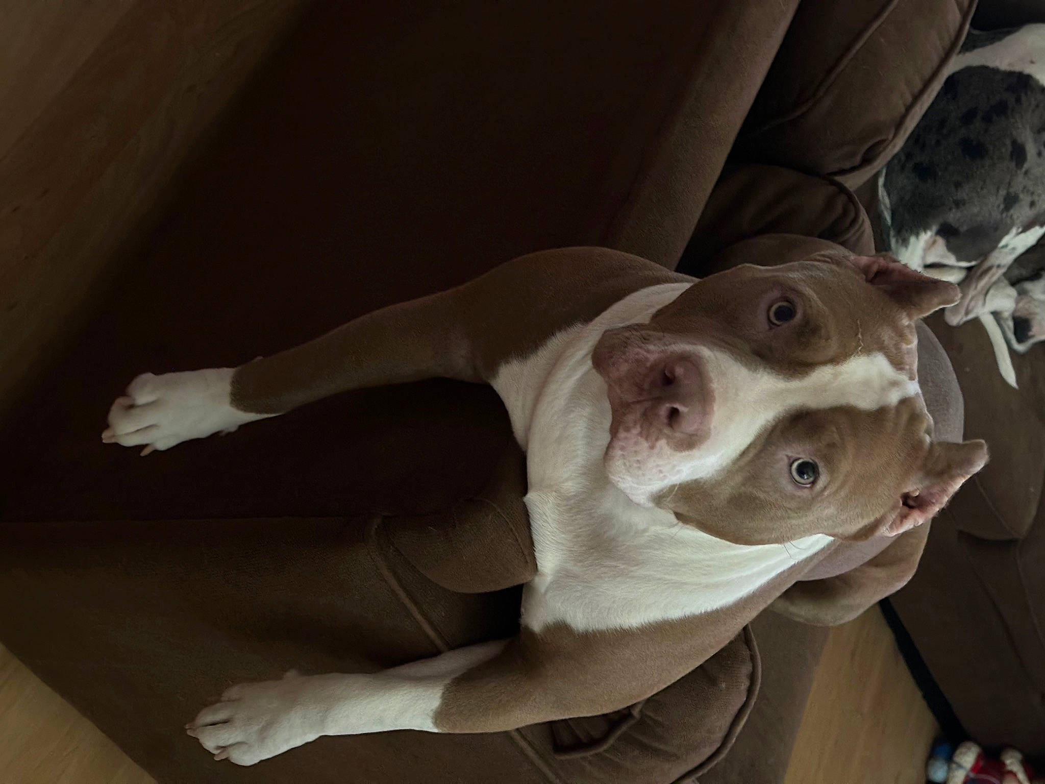 Marley joined the competition — help win amazing prizes! canidae, carnivore, comfort, companion_dog, dog, dog_breed, ear, elbow, fawn, grey, guard_dog, jaw, non_sporting_group, selfie, snout, sporting_group, tail, whiskers, wood, working_animal