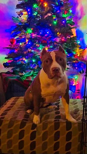 Marley joined the competition — help win amazing prizes! carnivore, christmas, christmas_decoration, christmas_ornament, christmas_tree, collar, companion_dog, dog, dog_breed, electric_blue, event, fawn, holiday, light, ornament, plant, snout, sporting_group, tree, window