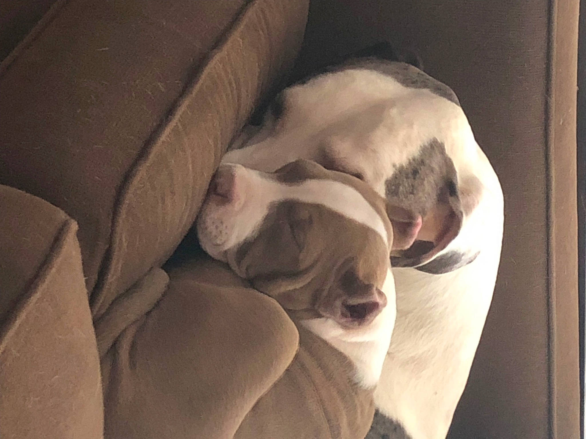 Marley joined the competition — help win amazing prizes! bone, carnivore, comfort, companion_dog, dog_breed, fur, linens, monochrome_photography, nap, room, sleep, sporting_group, tints_and_shades, visual_arts