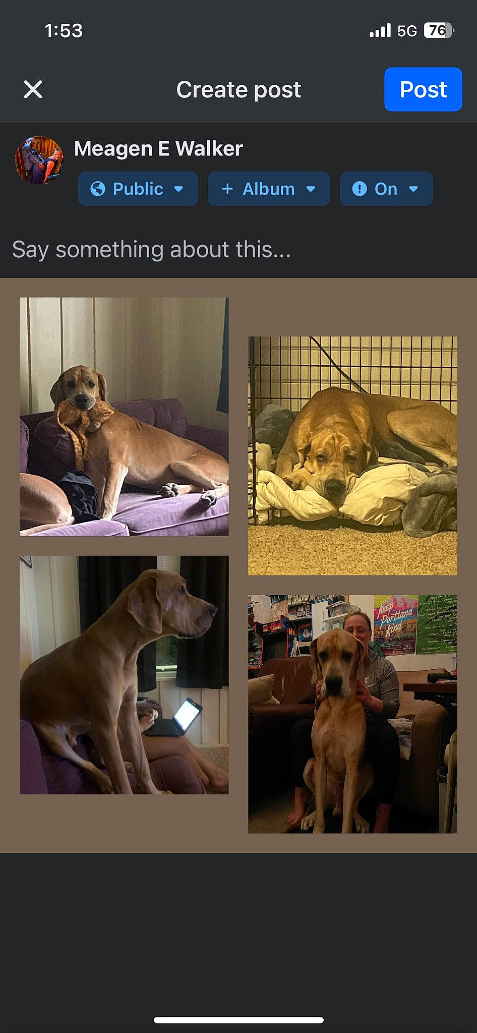 Jack joined the competition — help win amazing prizes! advertising, ancient_dog_breeds, art, canidae, carnivore, collage, comfort, companion_dog, dog, dog_breed, dog_supply, fawn, gun_dog, mammal, pet_supply, photo_caption, sporting_group, vertebrate, wildlife, working_animal