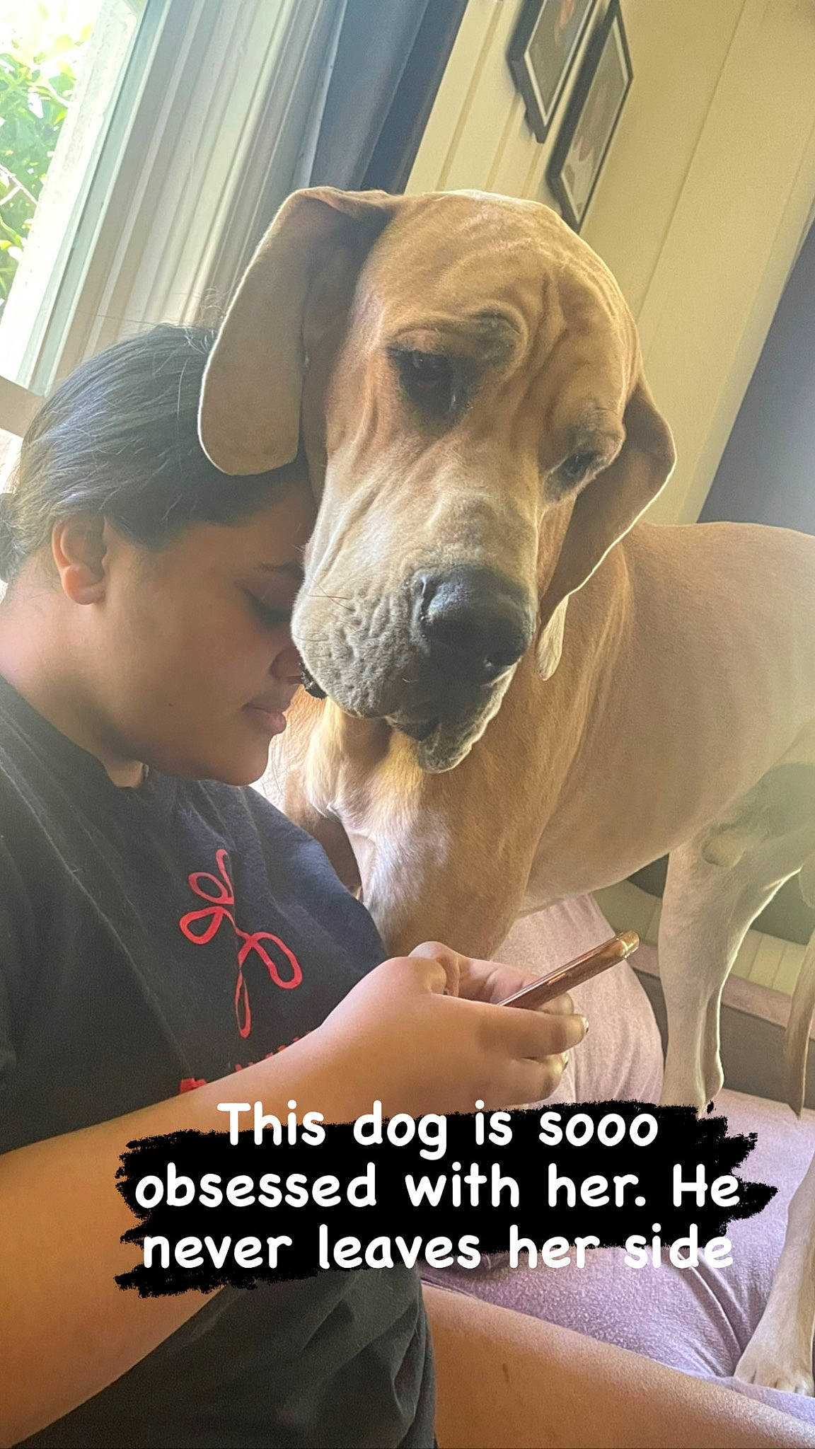 Jack joined the competition — help win amazing prizes! baseball_cap, canidae, carnivore, collar, companion_dog, dog, dog_breed, dog_collar, dog_supply, fawn, gesture, giant_dog_breed, happy, leisure, pet_supply, photo_caption, selfie, snout, sporting_group, working_animal