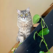 Marley a rejoint le concours — aidez-le/la à gagner de superbes lots ! cat, gray_cat, tabby, yellow_eyes, pet, animal, stairs, wooden_stairs, indoor, plant, green_leaves, furniture, curious, portrait, domestic_cat, cute, fluffy, whiskers, sitting, closeup